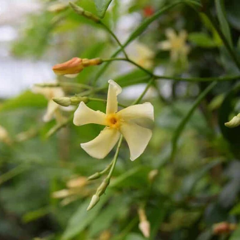 Trachelospermum jasminoides Star of Toscana ('Selbra'PBR) 125-150 cm